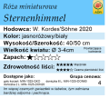 cechy róży miniaturowej Sternenhimmel