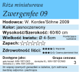 cechy róży miniaturowej Zwergenfee 09