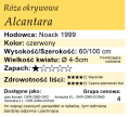 cechy róży okrywowej Alcantara