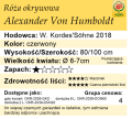 cechy róży okrywowej Alexander Von Humboldt
