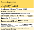 cechy róży okrywowej Alpenglühen