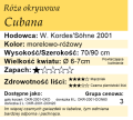 cechy róży okrywowej Cubana