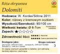 cechy róży okrywowej Dolomiti