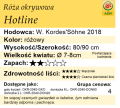 cechy róży okrywowej Hotline