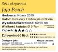 cechy róży okrywowej Jojo Peach
