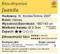 cechy róży okrywowej Juanita