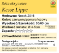cechy róży okrywowej Kesse Lippe