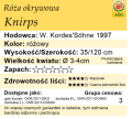 cechy róży okrywowej Knirps.png