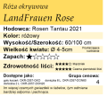 cechy róży okrywowej LandFrauen Rose