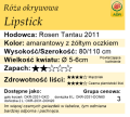 cechy róży okrywowej Lipstick