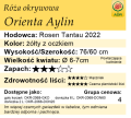 cechy róży okrywowej Orienta Aylin