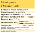 cechy róży okrywowej Orienta Shila