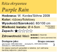 cechy róży okrywowej Purple Rain