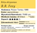 cechy róży okrywowej R.R. Foxi