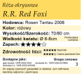 cechy róży okrywowej R.R. Red Foxi