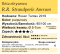 cechy róży okrywowej R.R. STRANDPERLE AMRUM