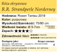 cechy róży okrywowej R.R. Strandperle Norderney