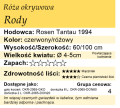 cechy róży okrywowej Rody