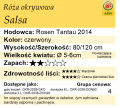 cechy róży okrywowej Salsa