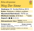 cechy róży okrywowej Weg Der Sinne