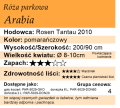 cechy róży parkowej Arabia