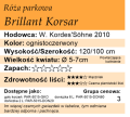 cechy róży parkowej Brillant Korsar.png