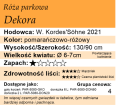cechy róży parkowej Dekora