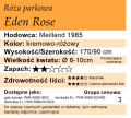 cechy róży parkowej Eden Rose