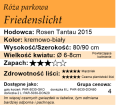 cechy róży parkowej Friedenslicht.png