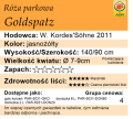 cechy róży parkowej Goldspatz