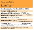 cechy róży parkowej Landlust