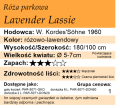 cechy róży parkowej Lavender Lassie