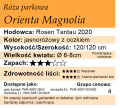 cechy róży parkowej Orienta Magnolia