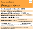 cechy róży parkowej Princess Anne