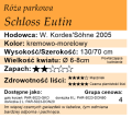cechy róży parkowej Schloss Eutin