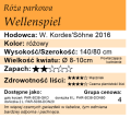 cechy róży parkowej Wellenspiel