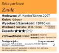 cechy róży parkowej Zaide