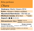 cechy róży parkowej Ohara