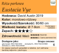 cechy róży parkowej Eustacia Vye