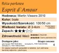 cechy róży parkowej Esprit d`Amour