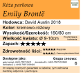 cechy róży parkowej Emily Bronte