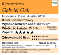 cechy róży parkowej Gabriel Oak