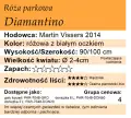 cechy róży parkowej Diamantino