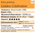 cechy róży parkowej Golden Celebration