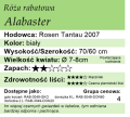 cechy róży rabatowej Alabaster
