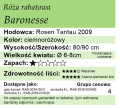 cechy róży rabatowej Baronesse