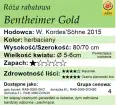 cechy róży rabatowej Bentheimer Gold