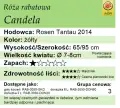 cechy róży rabatowej Candela