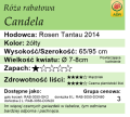 cechy róży rabatowej Candela