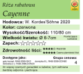 cechy róży rabatowej Cayenne
